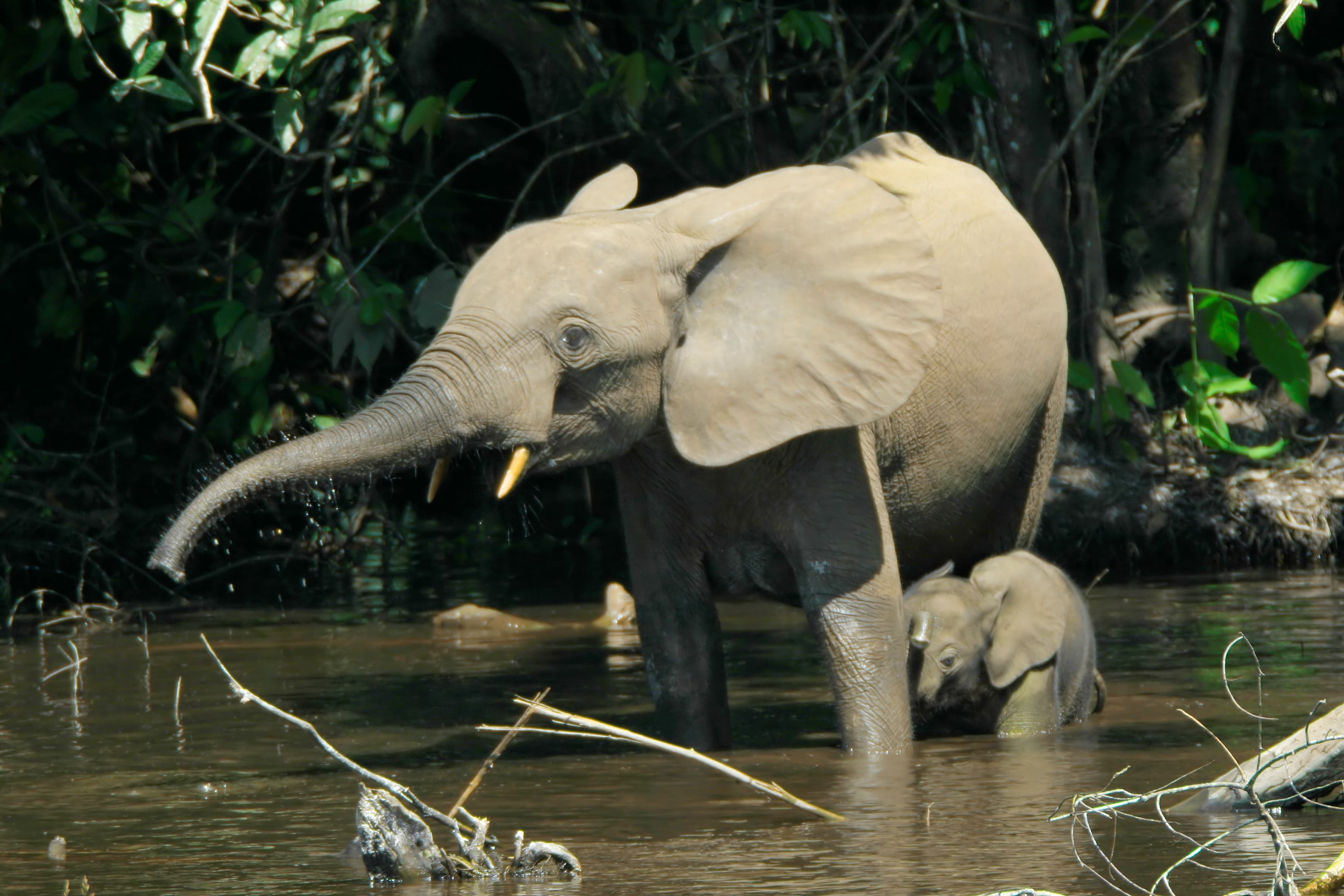 A forest elephant walking through dense green vegetation