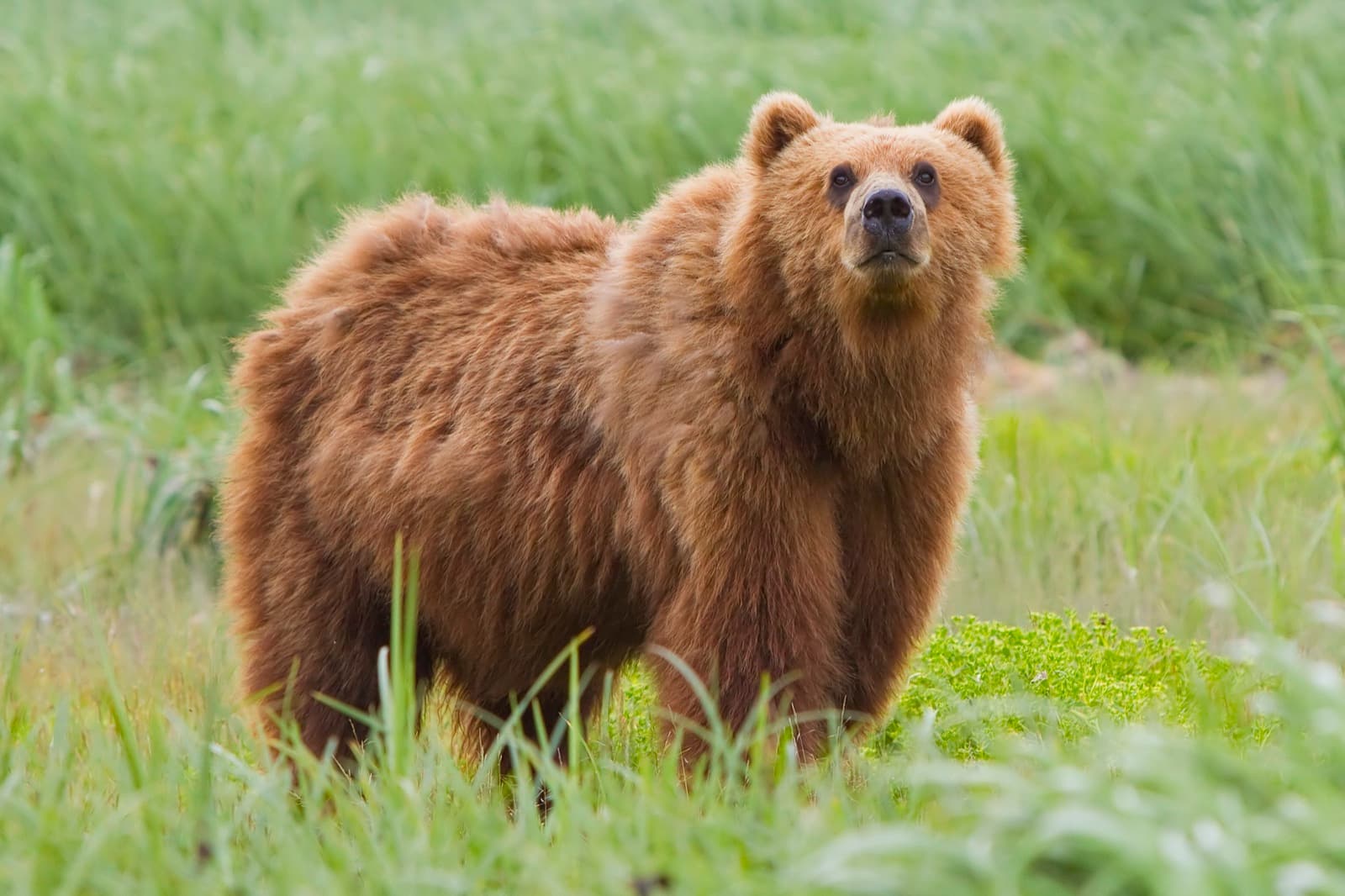 A brown bear walking through a forest in northern Greece