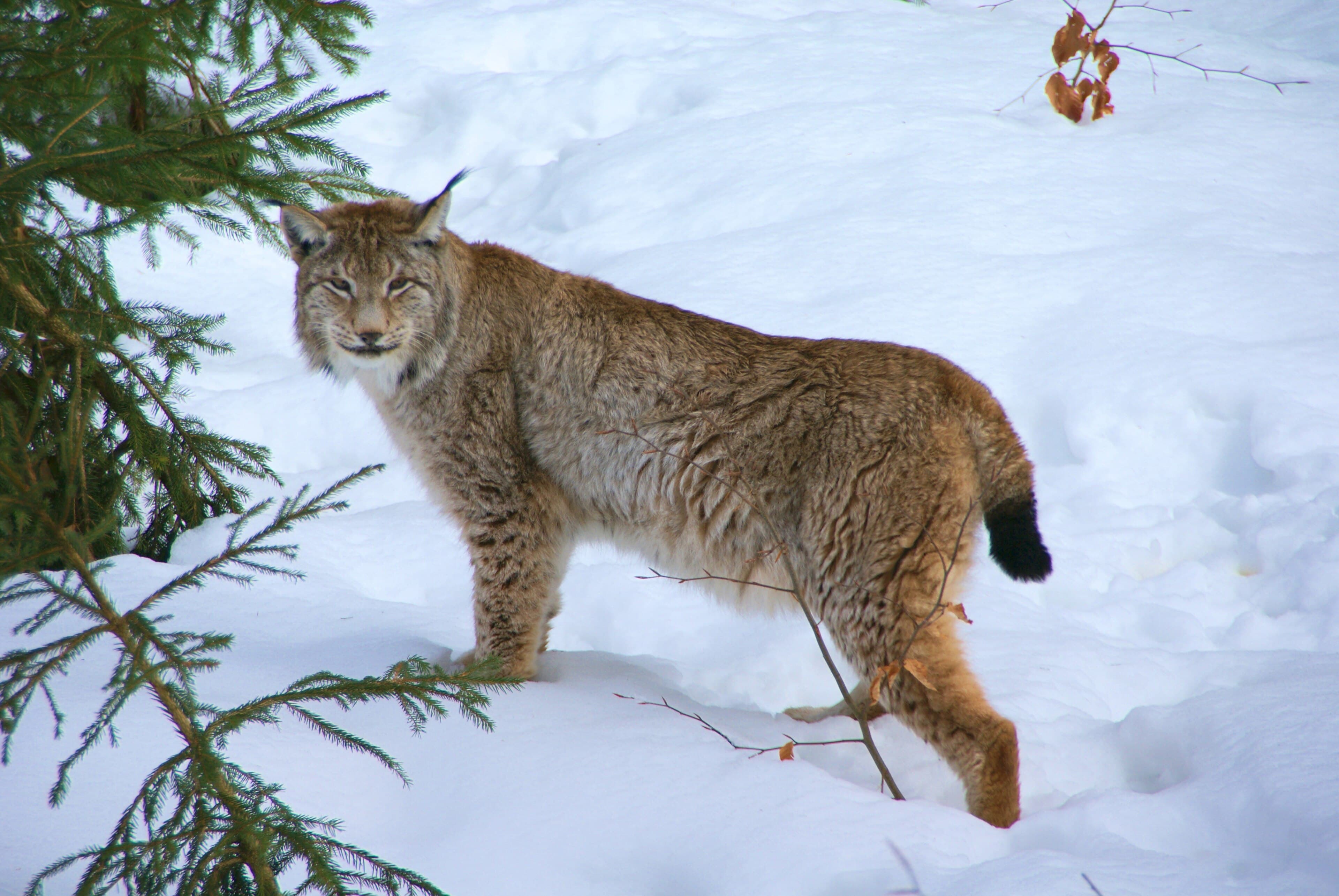 A Eurasian lynx crouched on a snowy branch, its tufted ears and spotted coat clearly visible