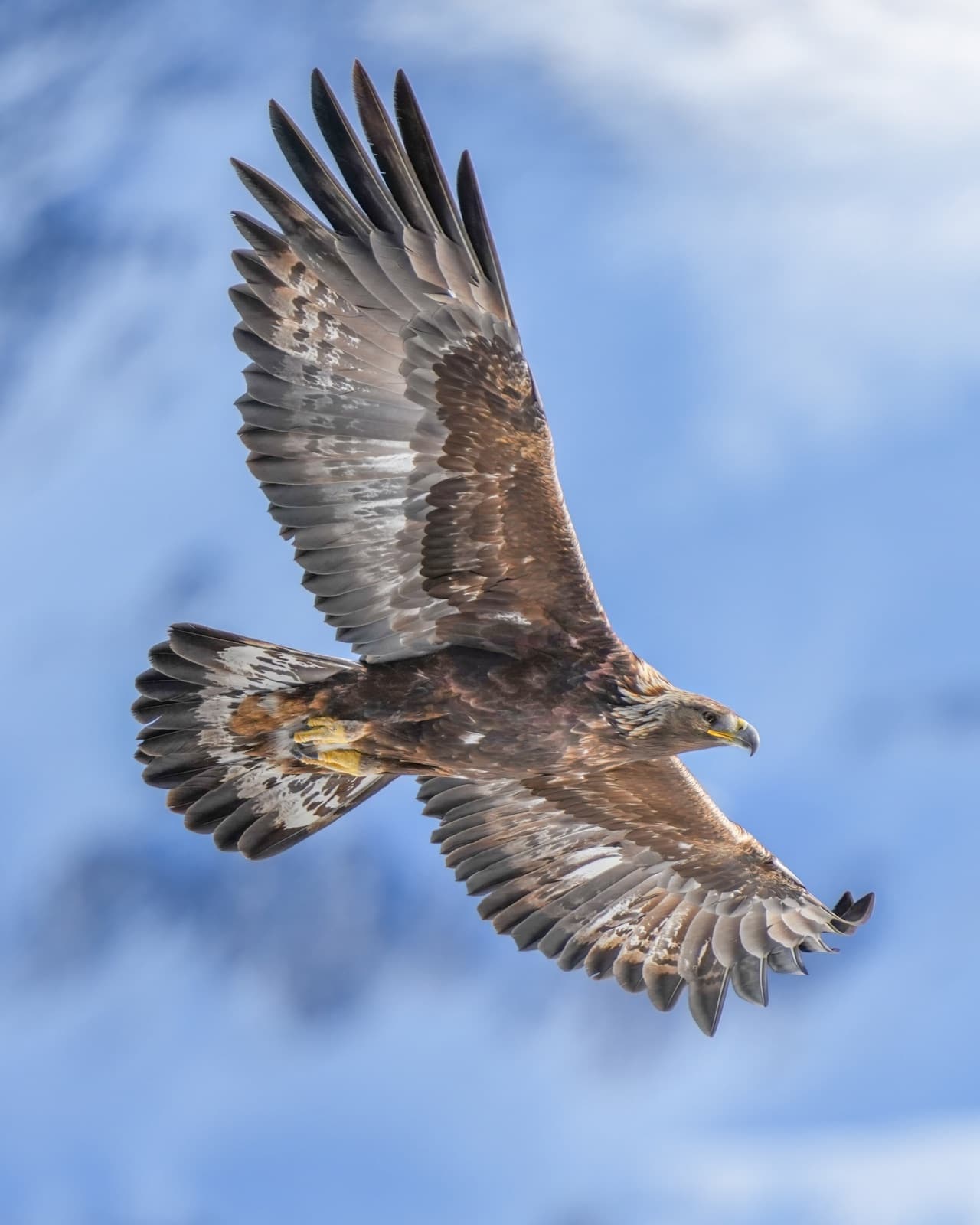 A golden eagle in flight, with wide wings spread above the mountains
