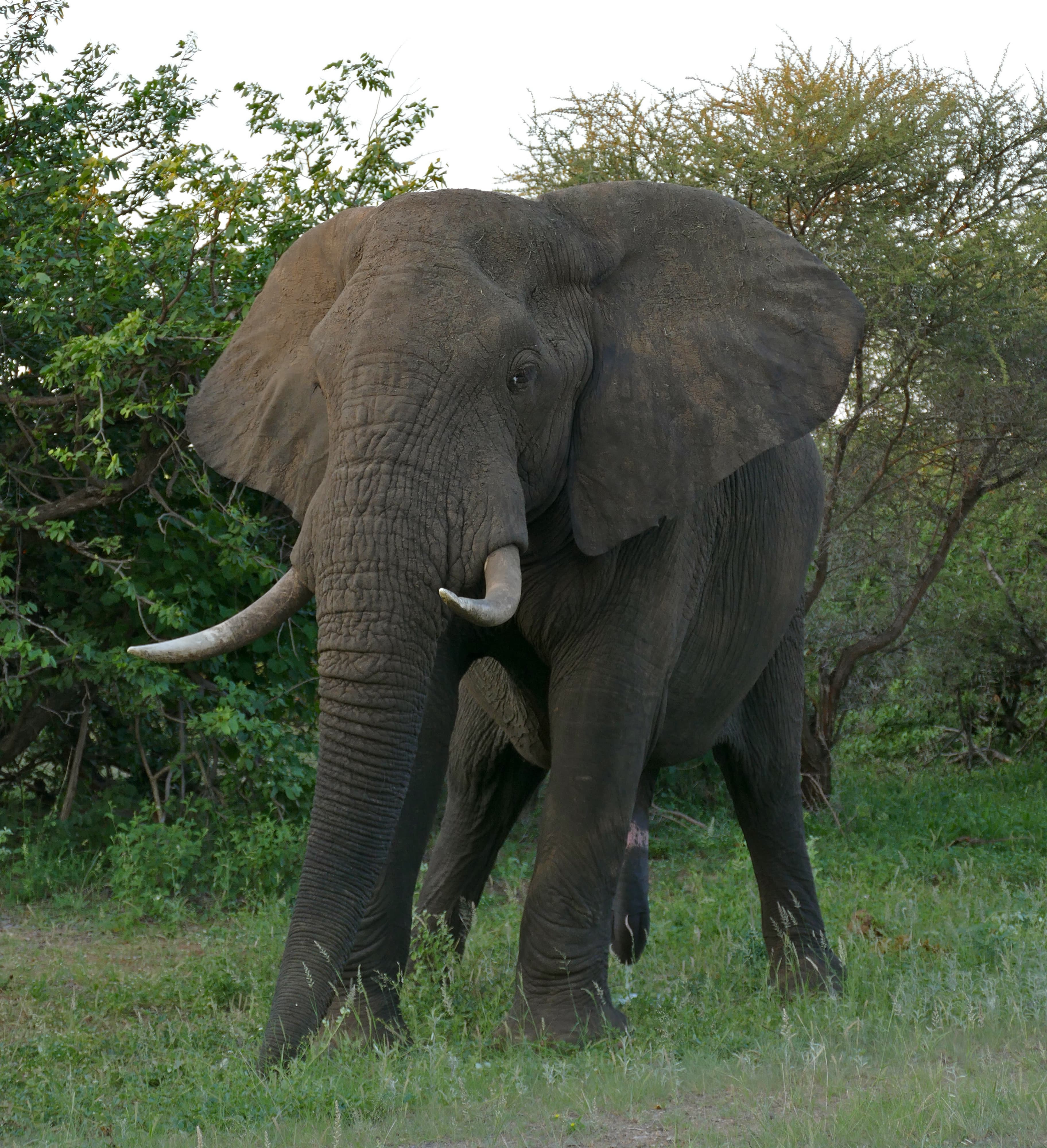 An African elephant with large tusks standing in golden savannah grass