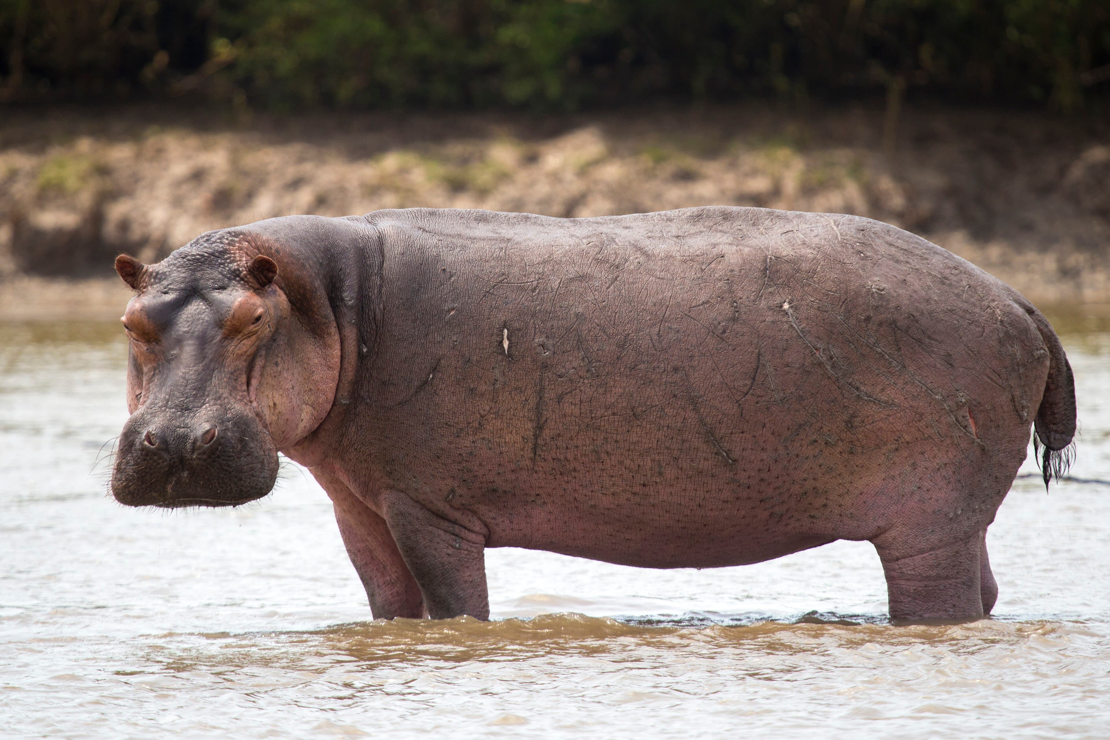 A hippo with open mouth half submerged in a river