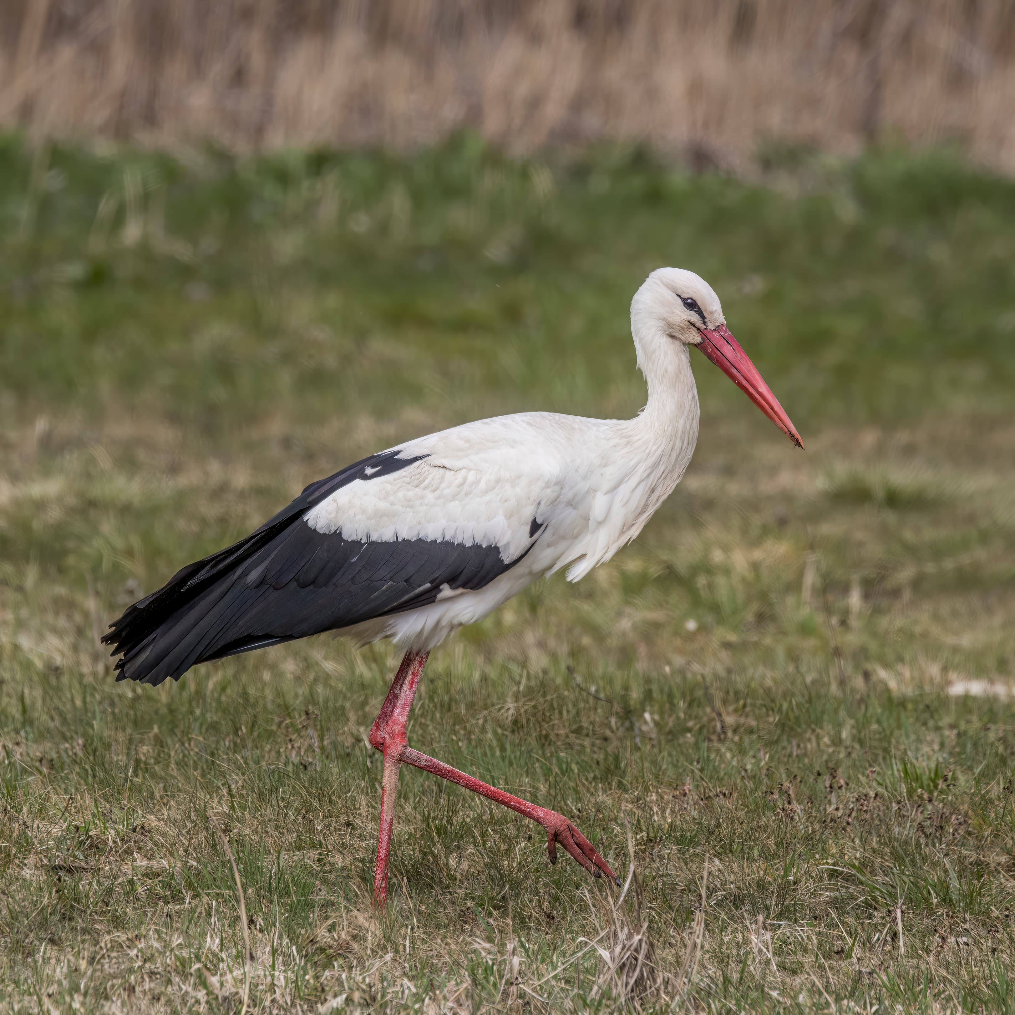 A white stork standing in a large stick nest on top of a wooden pole in the Latvian countryside
