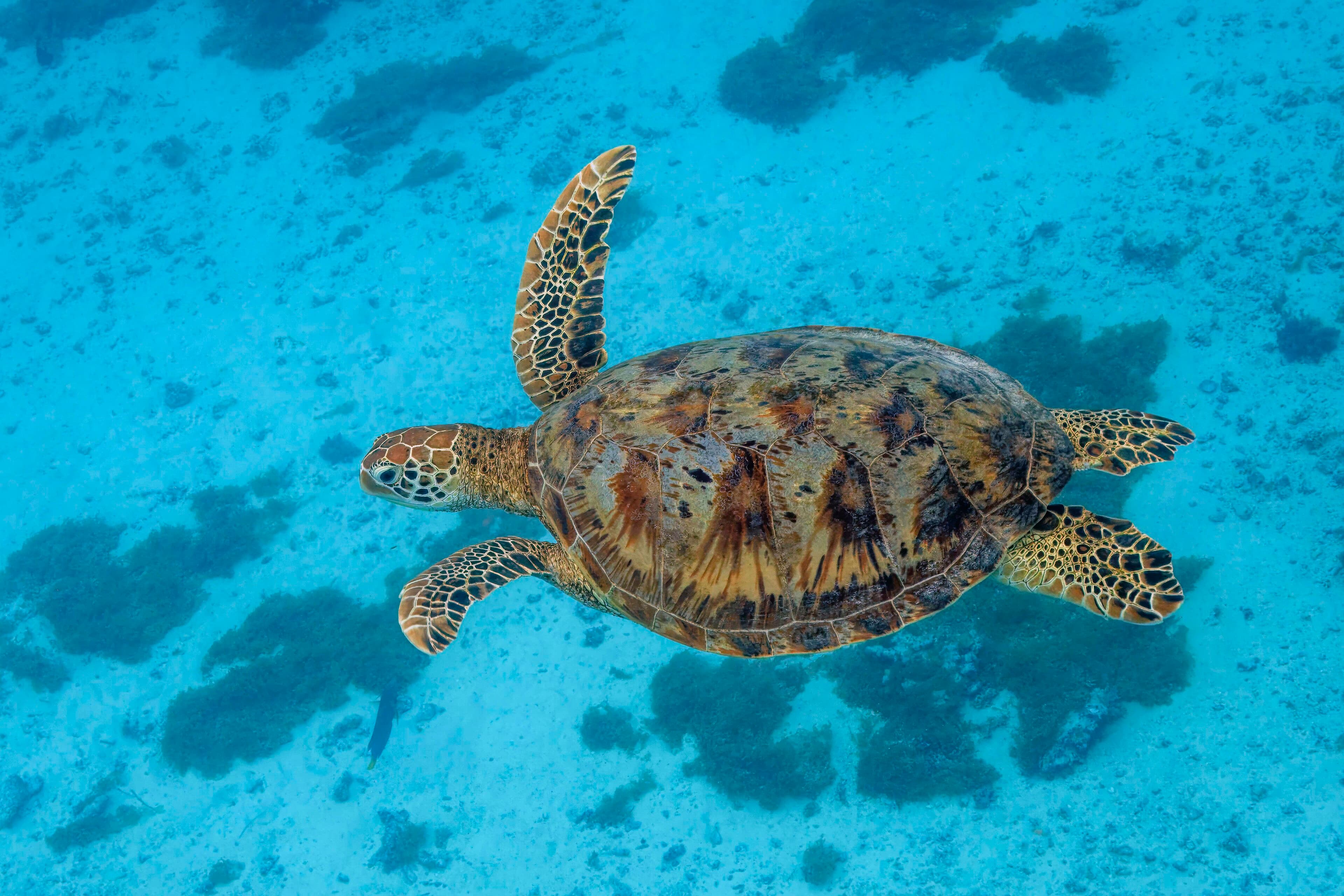 A large green sea turtle crawling up a dark sandy beach under a full moon
